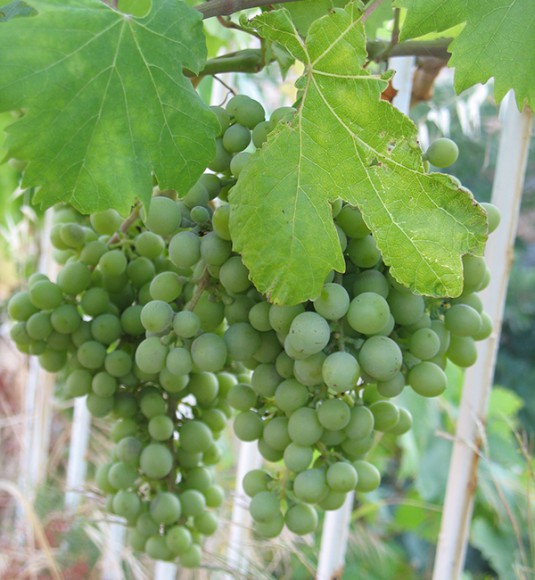 Виноград Киш-миш, весовой Виноград Киш-миш, весовой