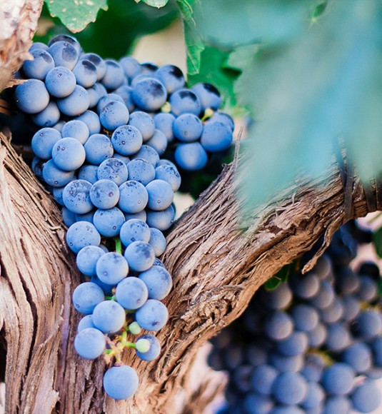 Виноград Киш-миш, весовой Виноград Киш-миш, весовой